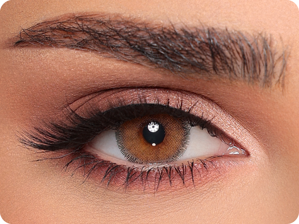 Luminous Latin Brown - 1 Jahr (Pair)